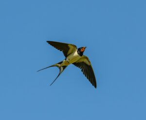 A barn swallow gracefully flying in a clear blue sky during daytime.