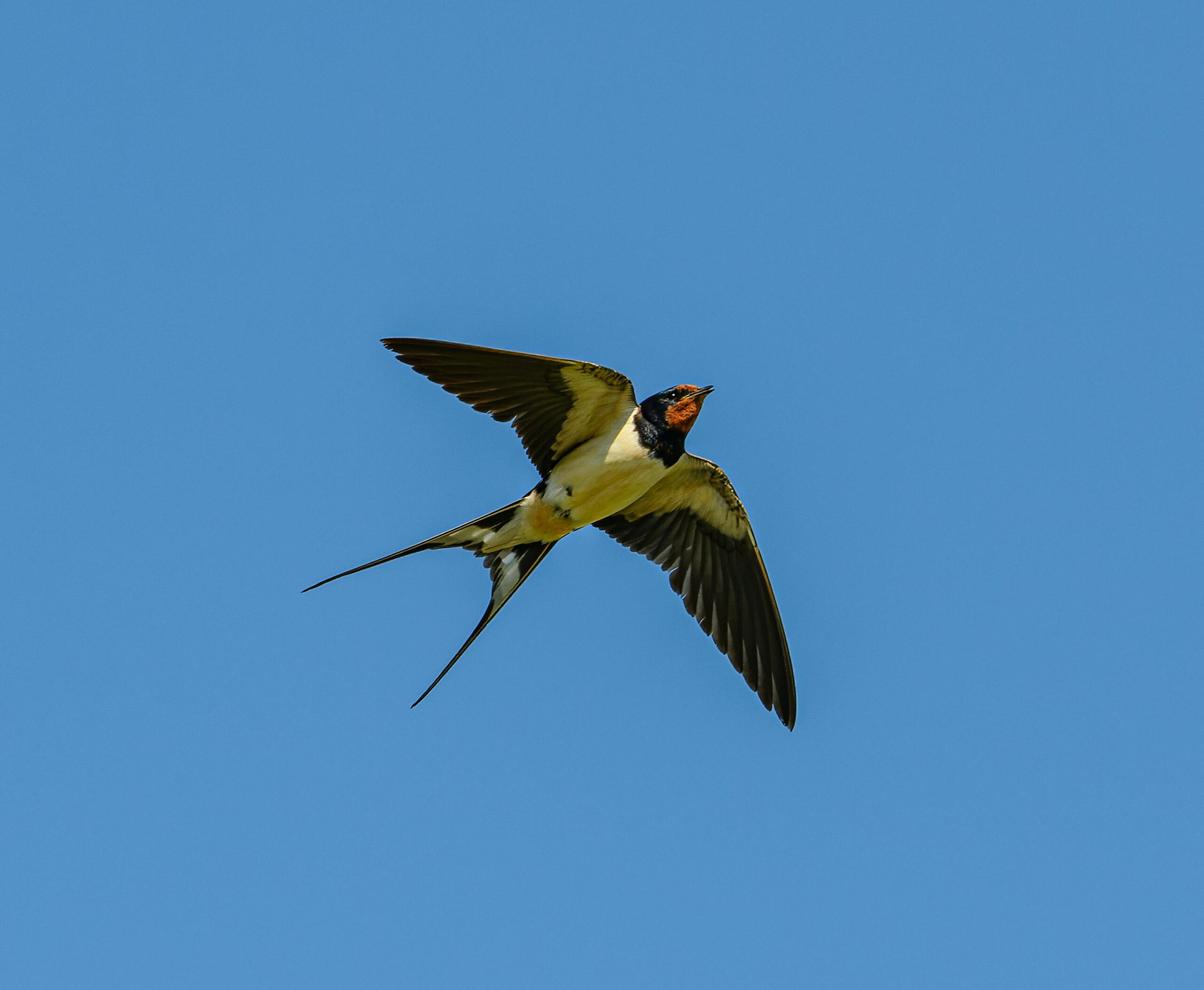 A barn swallow gracefully flying in a clear blue sky during daytime.